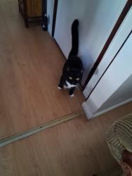 Found/Stray Unknown Cat last seen Folsom BLVD & Bradshaw, Sacramento, CA 95814