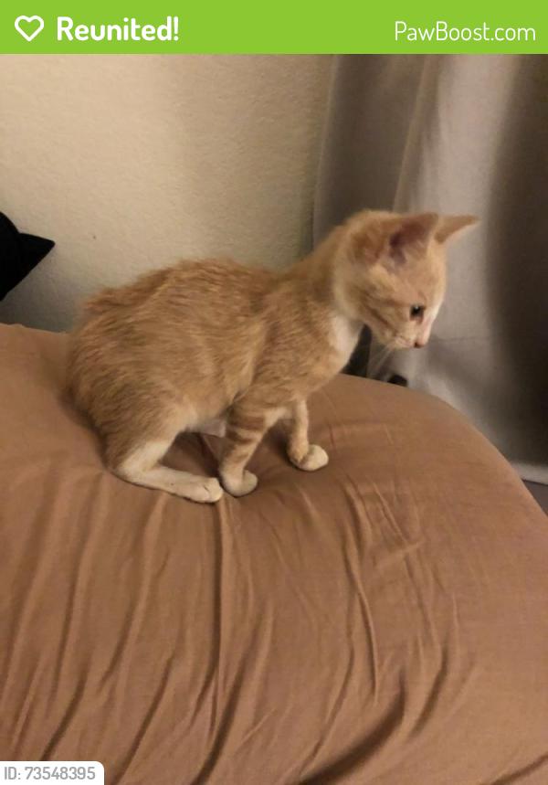 Reunited Male Cat last seen Gettysburg and Summer, Norwalk, CA 90650