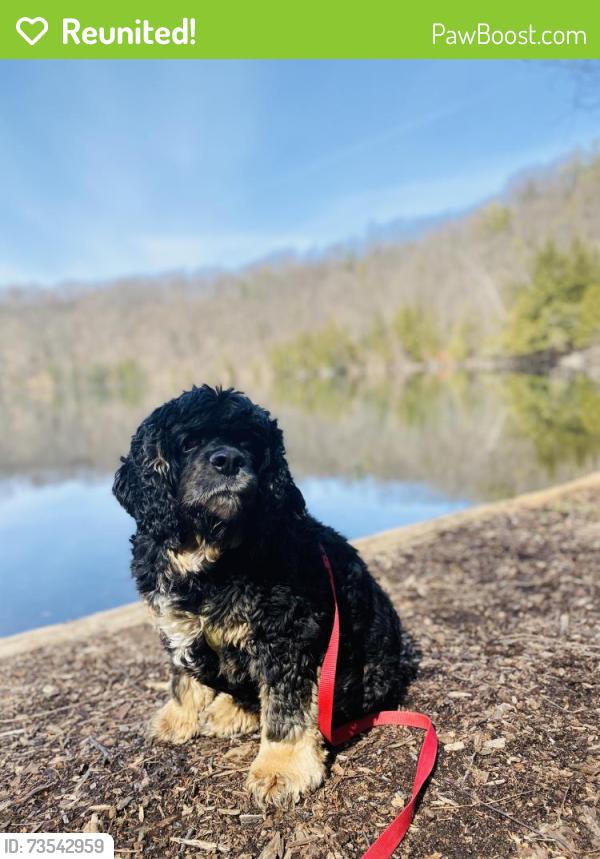 Reunited Male Dog last seen Funeral home, Cazenovia, NY 13035