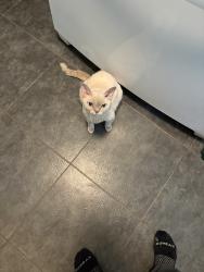 Reunited Female Cat last seen Near Colony Park Dr, Liverpool, NY 13088, USA, Liverpool, NY 13088