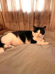 Reunited Male Cat last seen Between Denia Rec Center & UNT Stadium, Denton, TX 76205