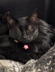 Shelter Stray Female Cat last seen BRIDGE ST & 19TH AT SAFEWAY, 12155 Park Blvd, Brighton, CO 80601, USA