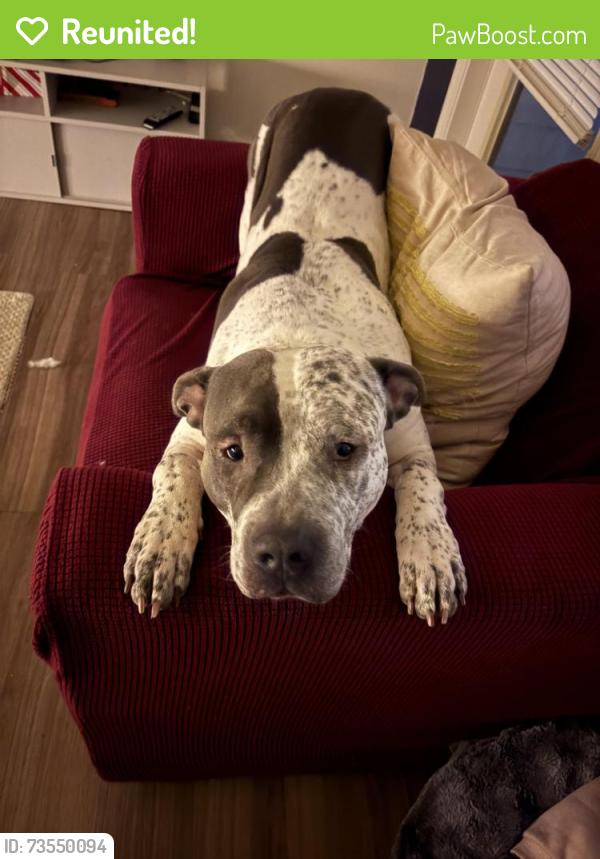 Reunited Male Dog last seen 8th and 34th, Gainesville, FL 32607
