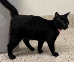 Shelter Stray Female Cat last seen BRIDGE ST & 19TH AT SAFEWAY, 12155 Park Blvd, Brighton, CO 80601, USA