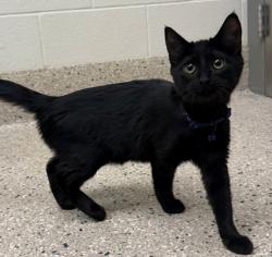 Shelter Stray Female Cat last seen BRIDGE ST & 19TH AT SAFEWAY, 12155 Park Blvd, Brighton, CO 80601, USA