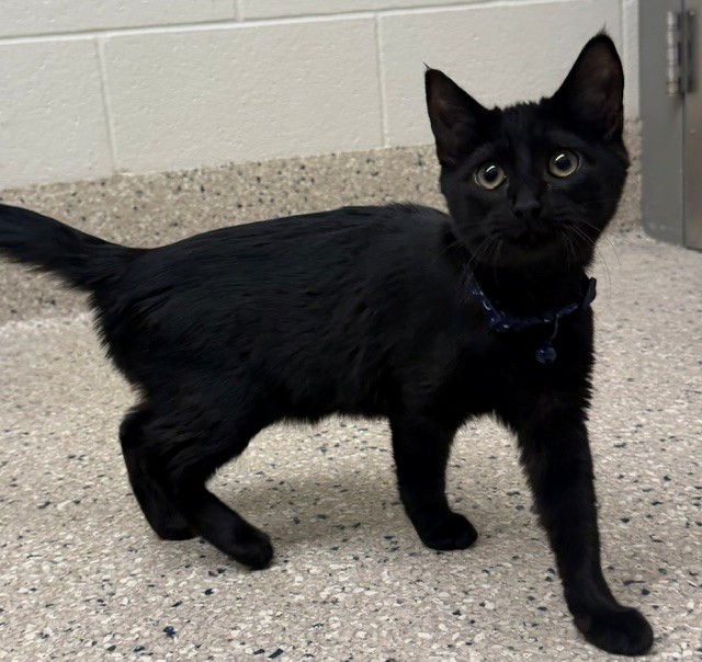 Shelter Stray Female Cat last seen BRIDGE ST & 19TH AT SAFEWAY, 12155 Park Blvd, Brighton, CO 80601, USA