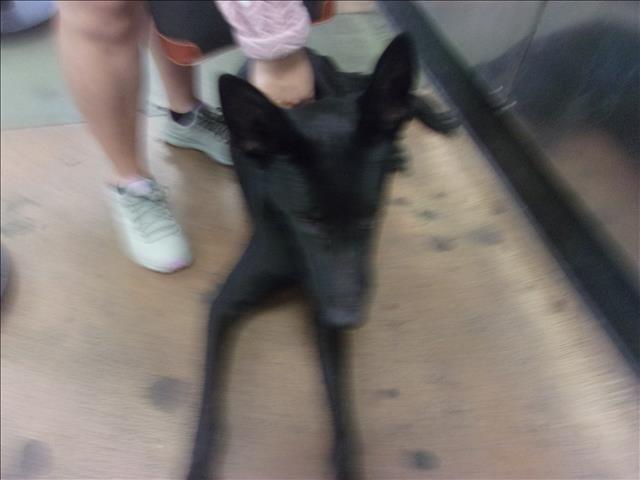 Shelter Stray Male Dog last seen , 14409 Vanowen St, Van Nuys, CA 91405, USA