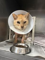 Shelter Stray Male Cat last seen , 11258 Garfield Ave, Downey, CA 90242, USA