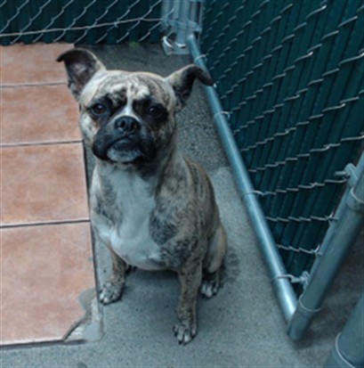 Shelter Stray Male Dog last seen , 11258 Garfield Ave, Downey, CA 90242, USA