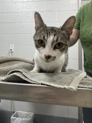 Shelter Stray Female Cat last seen Near, 5001 E Raymond St, Indianapolis, IN 46203, USA