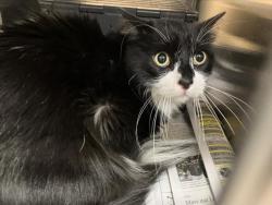 Shelter Stray Male Cat last seen Near BLOCK N OLIVER AVE, WICHITA KS 67208, 3303 N Hillside St, Wichita, KS 67219, USA