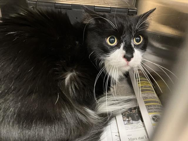 Shelter Stray Male Cat last seen Near BLOCK N OLIVER AVE, WICHITA KS 67208, 3303 N Hillside St, Wichita, KS 67219, USA