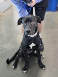 Shelter Stray Male Dog last seen , West Valley Animal Shelter, 20655 Plummer St, Chatsworth, CA 91311, USA
