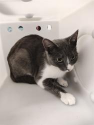 Shelter Stray Female Cat last seen ST CHARLES CO, 4850 Mid Rivers Mall Dr, St Peters, MO 63376, USA