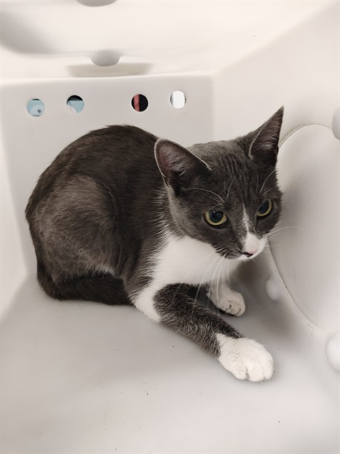 Shelter Stray Female Cat last seen ST CHARLES CO, 4850 Mid Rivers Mall Dr, St Peters, MO 63376, USA