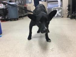 Shelter Stray Male Dog last seen Near BLOCK MT VERNON AVE, RIVERSIDE, CA, 6851 Van Buren Boulevard, Jurupa Valley, CA 92509, USA