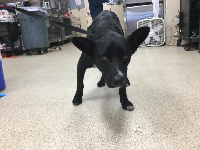 Shelter Stray Male Dog last seen Near BLOCK MT VERNON AVE, RIVERSIDE, CA, 6851 Van Buren Boulevard, Jurupa Valley, CA 92509, USA