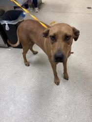 Shelter Stray Female Dog last seen Near BLOCK RUDELL RD, CORONA CA 92881, 6851 Van Buren Boulevard, Jurupa Valley, CA 92509, USA