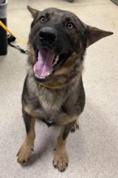Shelter Stray Male Dog last seen Near BLOCK RUDELL RD, CORONA CA 92881, 6851 Van Buren Boulevard, Jurupa Valley, CA 92509, USA