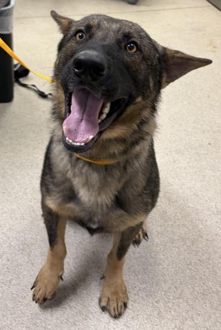 Shelter Stray Male Dog last seen Near BLOCK RUDELL RD, CORONA CA 92881, 6851 Van Buren Boulevard, Jurupa Valley, CA 92509, USA