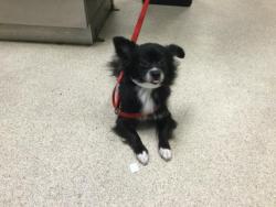 Shelter Stray Female Dog last seen Near BLOCK HAMNER AVE, EASTVALE CA 91752, 6851 Van Buren Boulevard, Jurupa Valley, CA 92509, USA