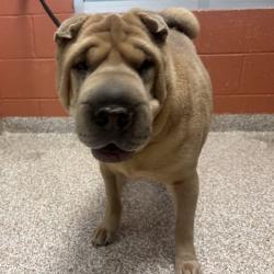 Shelter Stray Male Dog last seen Near BLOCK MONTEBELLO RD, PUEBLO CO 81001, 4600 Eagleridge Pl, Pueblo, CO 81008, USA