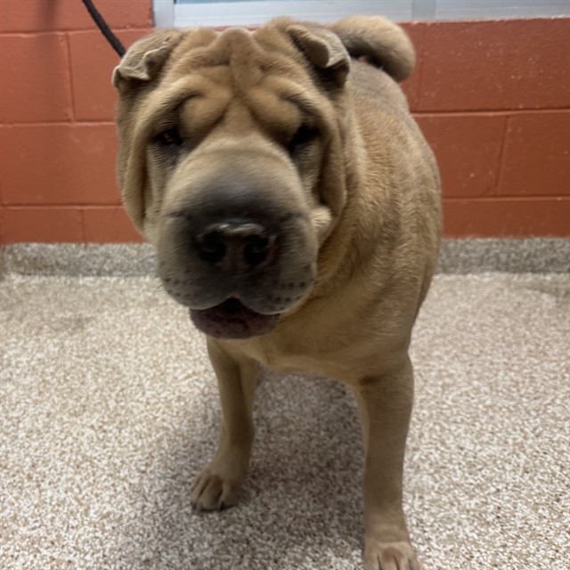 Shelter Stray Male Dog last seen Near BLOCK MONTEBELLO RD, PUEBLO CO 81001, 4600 Eagleridge Pl, Pueblo, CO 81008, USA