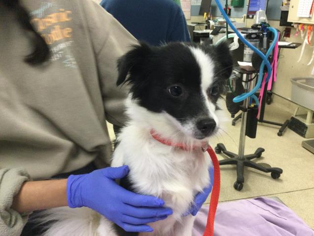 Shelter Stray Female Dog last seen Near BLOCK HAMNER AVE, EASTVALE CA 91752, 6851 Van Buren Boulevard, Jurupa Valley, CA 92509, USA
