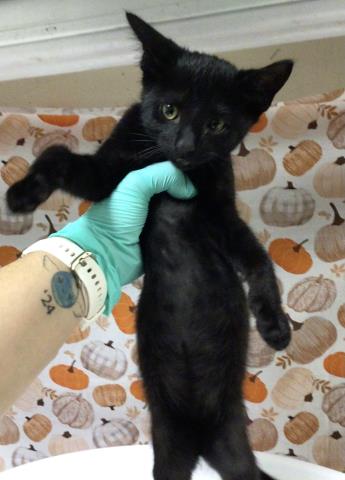 Shelter Stray Male Cat last seen Near BLOCK STATE ST, CORONA CA 92881, 6851 Van Buren Boulevard, Jurupa Valley, CA 92509, USA