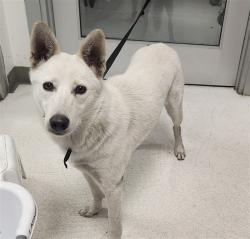 Shelter Stray Female Dog last seen , 11361 W Pico Blvd, Los Angeles, CA 90064, USA