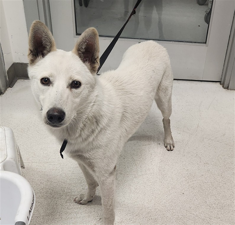 Shelter Stray Female Dog last seen , 11361 W Pico Blvd, Los Angeles, CA 90064, USA