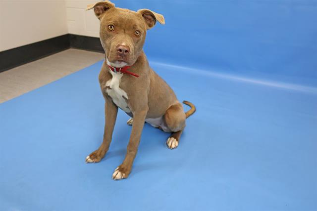 Shelter Stray Female Dog last seen Near BLOCK FORDHAM ST, COLORADO SPRINGS CO 80911, 610 Abbot Ln, Colorado Springs, CO 80905, USA