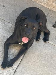 Shelter Stray Female Dog last seen Near BLK CHESTNUT AVE LONG BEACH 90806, 7700 E Spring St, Long Beach, CA 90815, USA