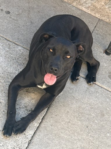 Shelter Stray Female Dog last seen Near BLK CHESTNUT AVE LONG BEACH 90806, 7700 E Spring St, Long Beach, CA 90815, USA