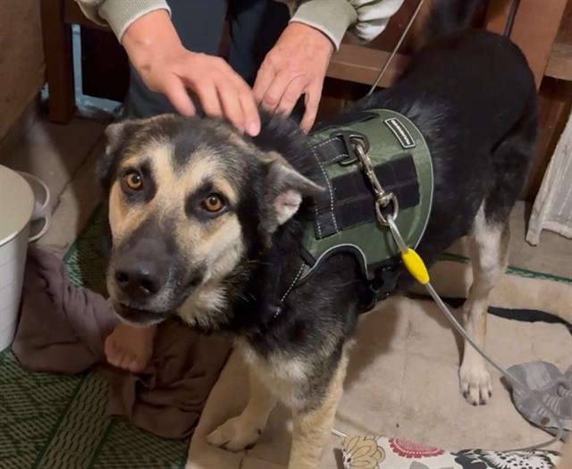 Shelter Stray Unknown Dog last seen Near BLK DONALD DOUGLAS DR, 7700 E Spring St, Long Beach, CA 90815, USA