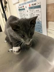 Shelter Stray Male Cat last seen Near BLOCK BLCK E ANAHEIM ST, LONG BEACH, CA 90813, 7700 E Spring St, Long Beach, CA 90815, USA