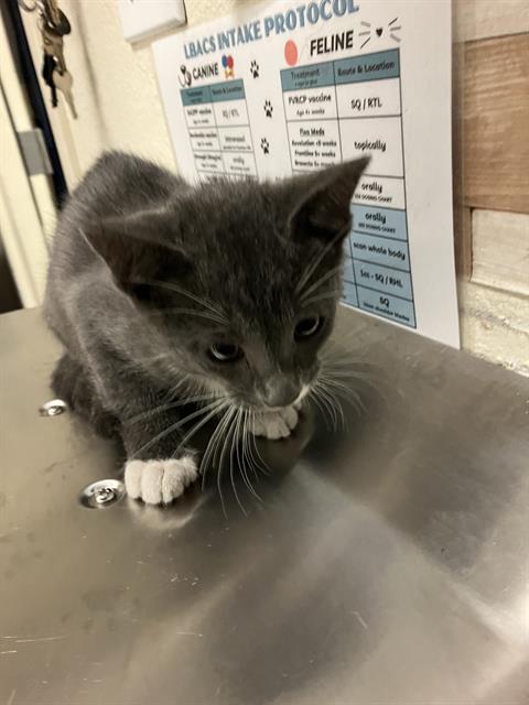Shelter Stray Male Cat last seen Near BLOCK BLCK E ANAHEIM ST, LONG BEACH, CA 90813, 7700 E Spring St, Long Beach, CA 90815, USA