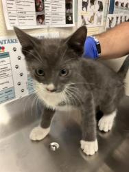 Shelter Stray Male Cat last seen Near BLOCK BLCK E ANAHEIM ST, LONG BEACH, CA 90813, 7700 E Spring St, Long Beach, CA 90815, USA