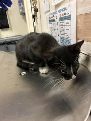 Shelter Stray Male Cat last seen Near BLOCK BLCK E ANAHEIM ST, LONG BEACH, CA 90813, 7700 E Spring St, Long Beach, CA 90815, USA