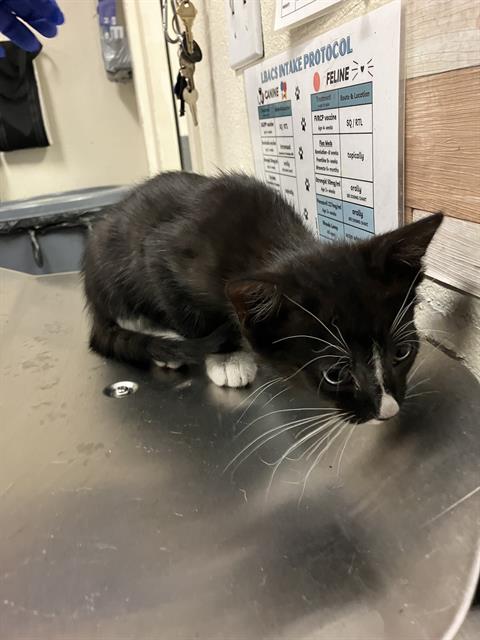 Shelter Stray Male Cat last seen Near BLOCK BLCK E ANAHEIM ST, LONG BEACH, CA 90813, 7700 E Spring St, Long Beach, CA 90815, USA