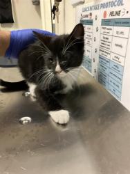 Shelter Stray Male Cat last seen Near BLOCK BLCK E ANAHEIM ST, LONG BEACH, CA 90813, 7700 E Spring St, Long Beach, CA 90815, USA