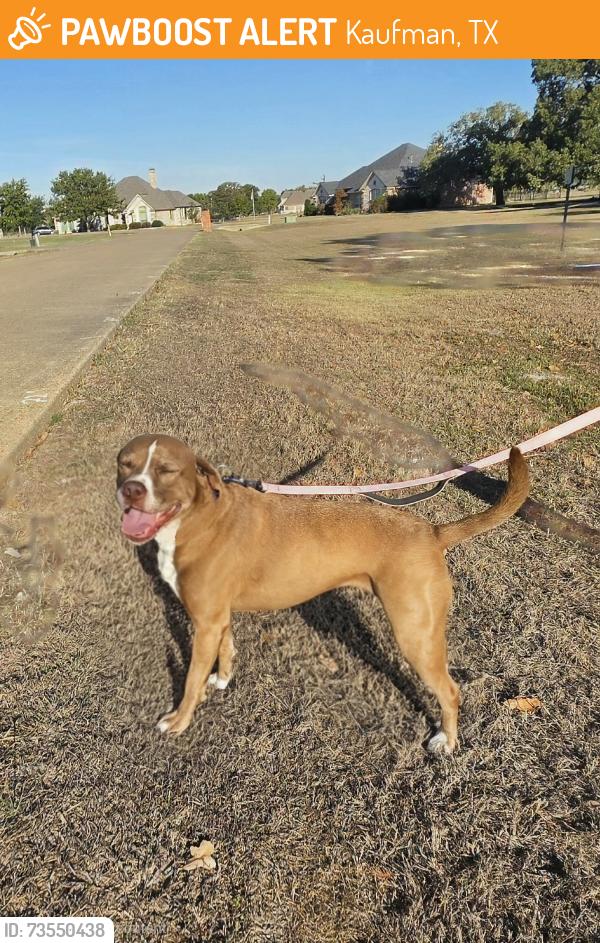 Found/Stray Female Dog last seen Hwy #987 & Oak Bend Drive, Kaufman, TX 75142