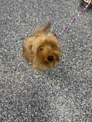 Shelter Stray Female Dog last seen Near BLOCK FRED WARING DR, INDIO, CA, 72050 Pet Land Pl, Thousand Palms, CA 92276, USA