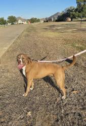 Found/Stray Female Dog last seen Hwy #987 & Oak Bend Drive, Kaufman, TX 75142