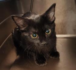 Shelter Stray Female Cat last seen Near BLOCK E 71ST AVE 80022, 2080 S Quebec St, Denver, CO 80231, USA