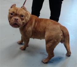 Shelter Stray Female Dog last seen Near BLOCK LAGUARDIA DRIVE, 4704 Corporation Dr, Fayetteville, NC 28306, USA