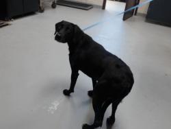 Shelter Stray Male Dog last seen Near BLOCK ELFRETH LANE, 4704 Corporation Dr, Fayetteville, NC 28306, USA