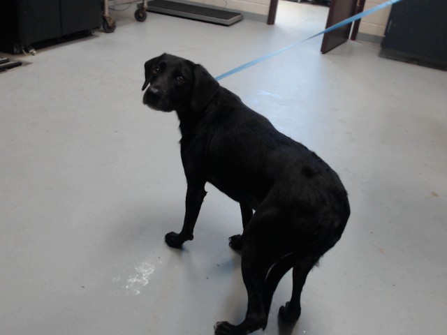 Shelter Stray Male Dog last seen Near BLOCK ELFRETH LANE, 4704 Corporation Dr, Fayetteville, NC 28306, USA