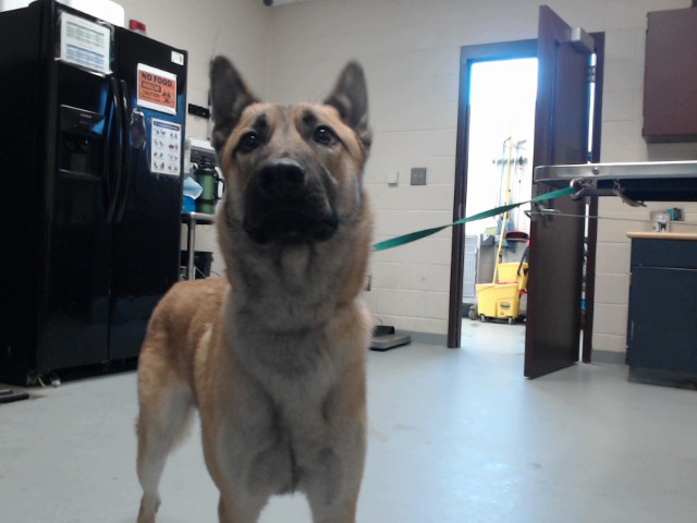 Shelter Stray Male Dog last seen Near BLOCK BRAGG BLVD, 4704 Corporation Dr, Fayetteville, NC 28306, USA