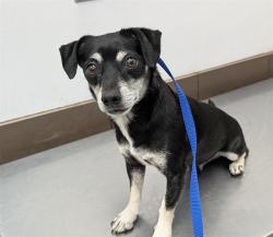 Shelter Stray Male Dog last seen , 4000 N Silverbell Rd, Tucson, AZ 85745, USA